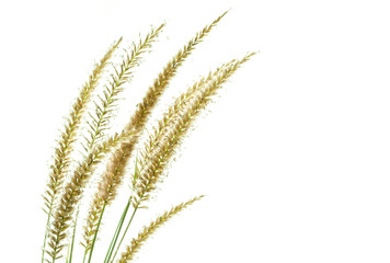 beautiful  grass flower at white back ground