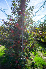 Fototapeta na wymiar apples growing on a tree. apple garden
