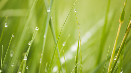Fresh lush green grass on meadow with drops of water dew in morning light in spring summer outdoors close-up macro, panorama. Beautiful artistic image of purity and freshness of nature, copy space.