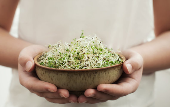 Microgreen or alfalfa sprouts in the bowl .