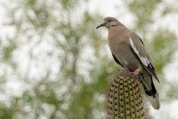 White winged dove atop a saguaro