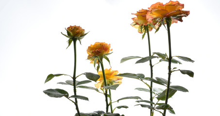 BEAUTIFUL YELLOW  ROSES AT WHITE BACKGROUND