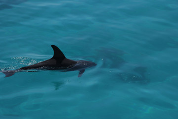 Fototapeta premium dolphine playing in ocean in egypt
