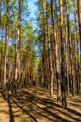 Rows of the pine trees in a forest