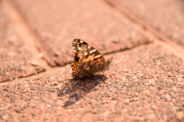 butterfly on the ground 