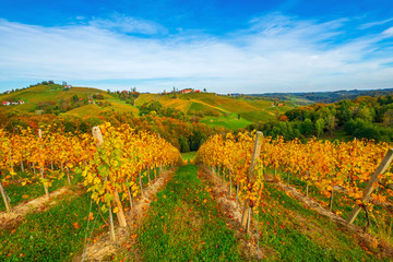Obraz premium Famous wine region in beautiful autumn colors, wonderful vineyards near Maribor, close to the Austrian border
