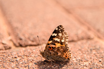 butterfly on the ground 