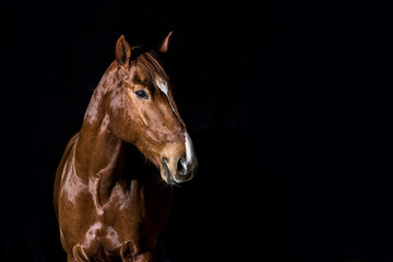 Fototapeta na wymiar brown horse head portrait on black background