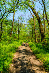 Dirt road in a forest on summer