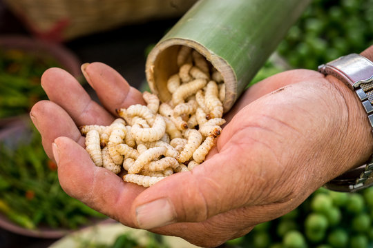 Bamboo Worm" Images  Browse 447 Stock Photos, Vectors, and Video | Adobe  Stock