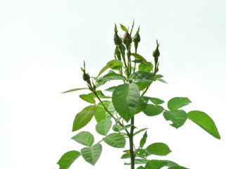 beautiful rose bud at white background