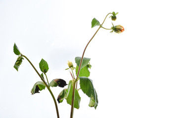 beautiful dahlia plant with leaves and buds