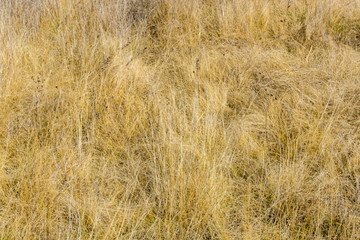 Background of dry grass. Autumn concept