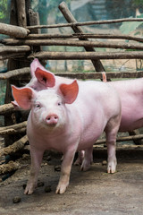 pink piglets in pen