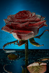 Red rose in a mineral water jar with bubbles glued on the flower