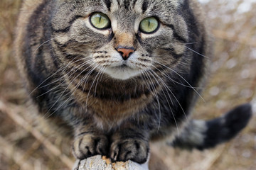 Nahaufnahme vom Gesicht und den Augen einer hübschen braun-schwarzen Katze