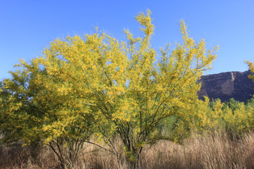 Spring yellow blooms in desert