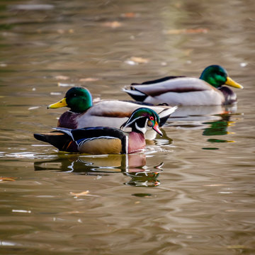Wood Duck And Mallard Drakes At Cannon Hill Park