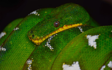 SNAKE GREEN REPTILE PYTON