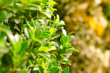 Fototapeta premium plants