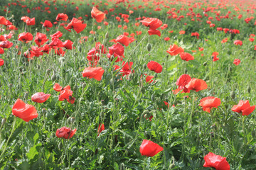 Red Poppies