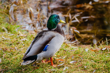 Mallard Drake At Cannon Hill Park