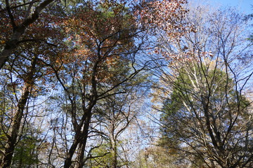 autumn trees
