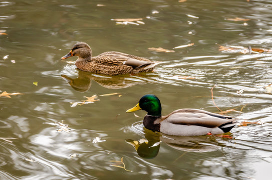 Mallard Ducks At Cannon Hill Park