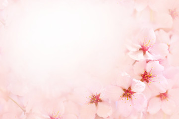 Spring blossom/springtime cherry bloom, bokeh flower background, pastel and soft floral card, toned	