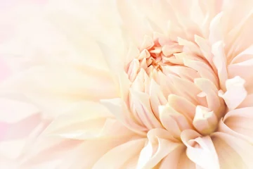 Küchenrückwand glas motiv Sommerblühende zarte Dahlie, blühende Blumen festlicher Hintergrund, pastellfarbene und weiche Bouquet-Blumenkarte, selektiver Fokus, getönt © ulada