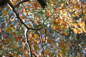 sycamore tree in front of cedar