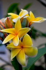 Yellow plumeria