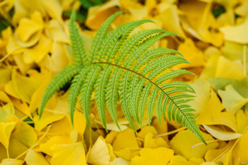 Green fern leaf on yellow ginkgo leaves