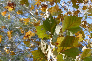 Fototapeta premium sycamore leaves
