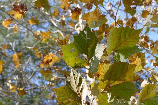 sycamore leaves