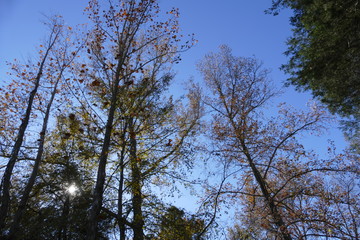 trees in fall against blue sky