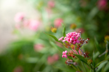 The background image of the colorful flowers