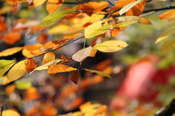 autumn leaves