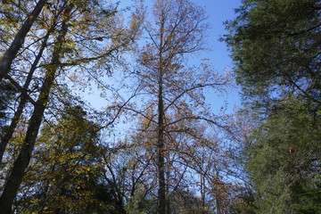 in the woods in November