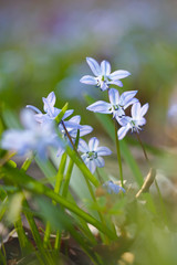 Flowers of the woods (scylla, scilla) in spring forest