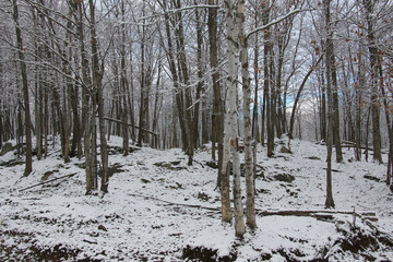 A snow covered landscape