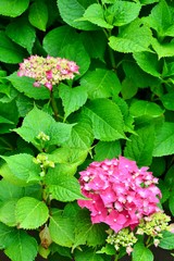 Pink hydrangeas and lots of green leaves