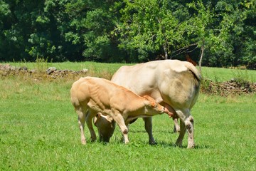 one calf sucking milk of the udder of its mother, the cow