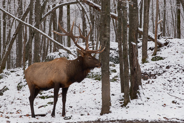A large elk in the snowy woods
