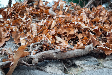 Orange autumn leaves with a tree stem