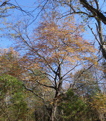 Obraz premium auturmn trees