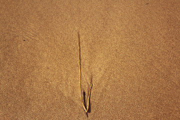 Grass on beach sand and water