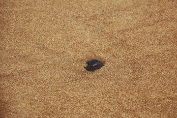 Shell in beach sand