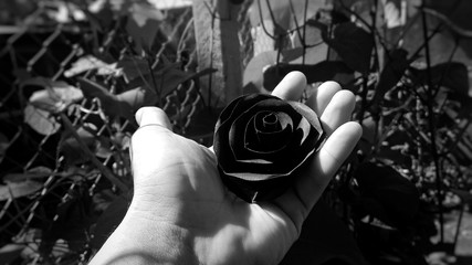 Rosa Negra