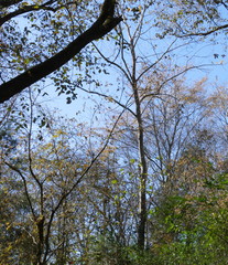 trees of fall